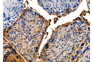 ABIN6261082 and ABIN6279333 at 1/100 staining Mouse testis tissue by IHC-P. (CTH antibody  (N-Term))