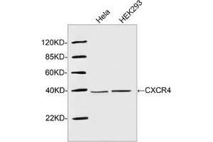 Western blot analysis of cell lysates using 1 µg/mL Rabbit Anti-CXCR4 Polyclonal Antibody (ABIN398648) The signal was developed with IRDyeTM 800 Conjugated Goat Anti-Rabbit IgG.