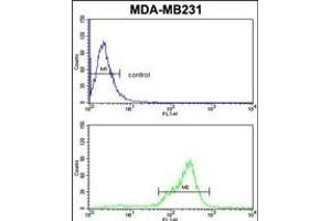 TBC1D4 Antibody (N-term) (ABIN652462 and ABIN2842314) flow cytometric analysis of MDA-M cells (bottom histogram) compared to a negative control cell (top histogram). (TBC1D4 antibody  (N-Term))