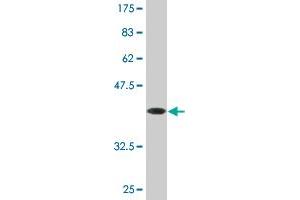 SLC9A3R1 antibody  (AA 252-358)