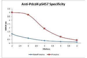 Image no. 2 for anti-Programmed Cell Death 4 (PDCD4) (pSer457) antibody (Biotin) (ABIN1043755) (PDCD4 antibody  (pSer457) (Biotin))