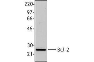Western Blotting (WB) image for anti-B-Cell CLL/lymphoma 2 (BCL2) antibody (ABIN2666264) (Bcl-2 antibody)