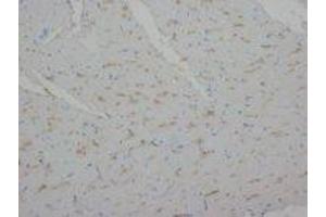 Image no. 1 for anti-Annexin A1 (ANXA1) (C-Term) antibody (ABIN1492922) (Annexin a1 antibody  (C-Term))