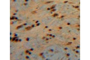 #VALUE! (CNTF antibody  (AA 2-200))