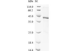 Fibronectin 1 (FN1) (AA 25-404) protein (His tag)