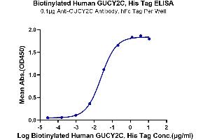 GUCY2C Protein (AA 24-430) (His-Avi Tag,Biotin)