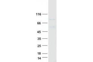 Western Blotting (WB) image for NADH Dehydrogenase (Ubiquinone) Fe-S Protein 1, 75kDa (NADH-Coenzyme Q Reductase) (NDUFS1) protein (Myc-DYKDDDDK Tag) (ABIN2727038)