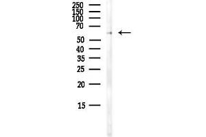 anti-Lectin, Mannose-Binding, 1 (LMAN1) (Internal Region) antibody