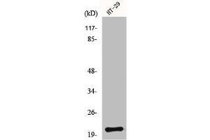 Western Blot analysis of HT29 cells using MRP-L18 Polyclonal Antibody (MRPL18 antibody  (N-Term))
