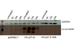 Western Blot of Rabbit anti-p27kip1pS140 antibody. (CDKN1B antibody  (Internal Region, pSer140))