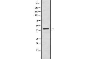 Western blot analysis of PKR2 using K562 whole cell lysates (Prokineticin Receptor 2 antibody  (C-Term))