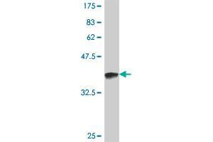 Western Blot detection against Immunogen (35. (HSPA1B antibody  (AA 531-611))