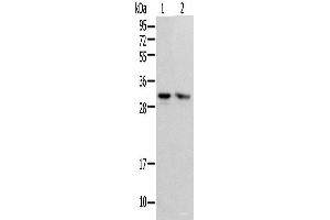Western blot analysis of HEPG2 and Hela cell using PSMF1 Polyclonal Antibody at dilution of 1:300