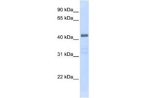 SLC29A2 antibody used at 1 ug/ml to detect target protein. (SLC29A2 antibody)