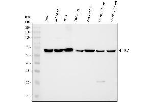 anti-CDC-Like Kinase 2 (CLK2) (AA 140-496) antibody