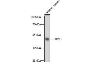 Western blot analysis of extracts of Mouse spleen, using PRIM1 antibody (ABIN7268398) at 1:1000 dilution. (PRIM1 antibody  (AA 121-420))