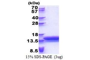 Mature T-Cell Proliferation 1 (MTCP1) (AA 1-107) protein (His tag)