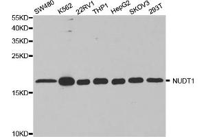 Western blot analysis of extracts of various cell lines, using NUDT1 antibody. (NUDT1 antibody)