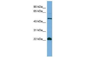 HEMGN antibody used at 0. (HEMGN antibody  (N-Term))