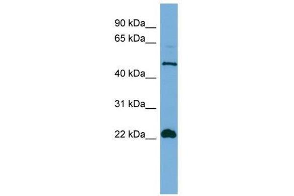 HEMGN antibody  (N-Term)