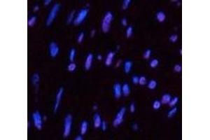 Immunofluorescence analysis of Human uterus tissue using CD10 Monoclonal Antibody at dilution of 1:200. (MME antibody)