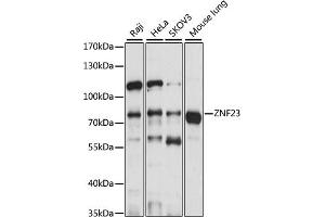 Western blot analysis of extracts of various cell lines, using ZNF23 antibody (ABIN7271469) at 1:1000 dilution. (ZNF23 antibody  (AA 1-220))