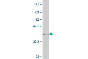 Western Blot detection against Immunogen (38. (HNF4A antibody  (AA 351-464))