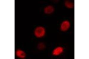 ABIN6274501 staining RAW264. (BHLHE41 antibody  (N-Term))