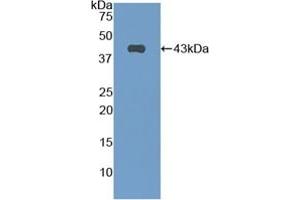 NPPC 抗体  (AA 30-126)