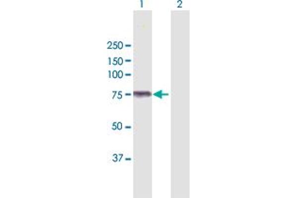 Kelch-Like 4 antibody  (AA 1-718)