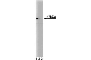 Western blot analysis of NCK on HeLa lysate. (NCK1 antibody  (AA 279-377))