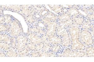 Detection of OPN in Porcine Kidney Tissue using Polyclonal Antibody to Osteopontin (OPN) (Osteopontin antibody  (AA 37-303))