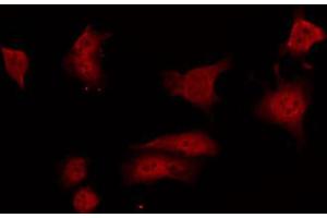 ABIN6267693 staining 293 by IF/ICC. (GRLF1 antibody  (pTyr1105))