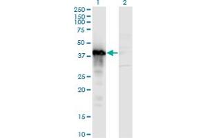 Western Blotting (WB) image for anti-Transcription Elongation Factor A (SII), 3 (TCEA3) (AA 1-348) antibody (ABIN563102)