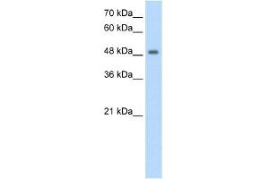 FBXL7 antibody  (N-Term)