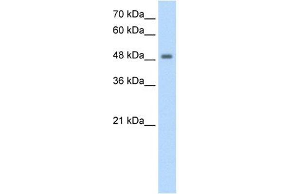 FBXL7 antibody  (N-Term)
