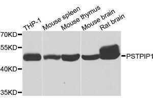 Western blot analysis of extracts of various cells, using PSTPIP1 antibody. (PSTPIP1 antibody)