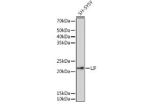 Western blot analysis of extracts of SH-SY5Y cells, using LIF antibody (ABIN1513154, ABIN3021873, ABIN3021875 and ABIN6216672) at 1:1000 dilution.