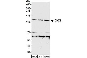Western Blotting (WB) image for anti-DEAH (Asp-Glu-Ala-His) Box Polypeptide 8 (DHX8) (AA 325-375) antibody (ABIN7454652)