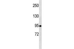 Western Blotting (WB) image for anti-Transducin-Like Enhancer of Split 1 (E(sp1) Homolog, Drosophila) (TLE1) (AA 199-228) antibody (ABIN3029206)
