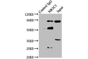 Immunoprecipitating NR3C1 in Hela whole cell lysate Lane 1: Rabbit control IgG instead of ABIN7153886 in Hela whole cell lysate. (Glucocorticoid Receptor antibody  (AA 1-190))