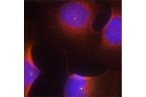 Immunofluorescence (IF) image for anti-Cyclin-Dependent Kinase 6 (CDK6) (pTyr13) antibody (ABIN1870057) (CDK6 antibody  (pTyr13))