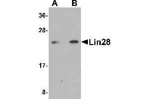 Western Blotting (WB) image for anti-Lin-28 Homolog A (C. Elegans) (LIN28A) (C-Term) antibody (ABIN1030484) (LIN28A antibody  (C-Term))