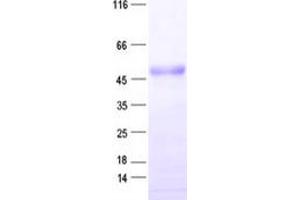 Validation with Western Blot (NUPL2 Protein (His tag))
