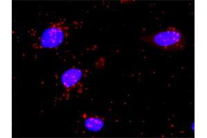 Proximity Ligation Analysis of protein-protein interactions between MSH2 and MSH6. (MSH2 antibody  (AA 1-934))