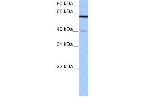 WB Suggested Anti-APPBP2 Antibody Titration: 0. (APPBP2 antibody  (Middle Region))