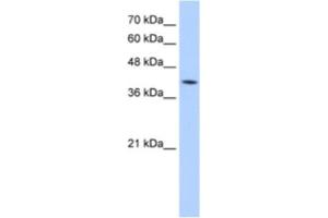 Western Blotting (WB) image for anti-Mannose-6-Phosphate Receptor (Cation Dependent) (M6PR) antibody (ABIN2462706) (M6PR antibody)