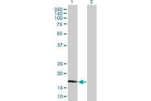 Western Blot analysis of MAFG expression in transfected 293T cell line by MAFG MaxPab polyclonal antibody. (Mafg antibody  (AA 1-162))