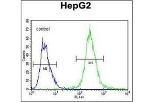 Flow cytometric analysis of HepG2 cells using PALB2 Antibody (Center) Cat. (PALB2 antibody  (Middle Region))