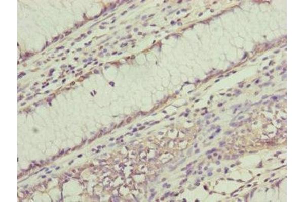 RNF11 antibody  (AA 1-154)